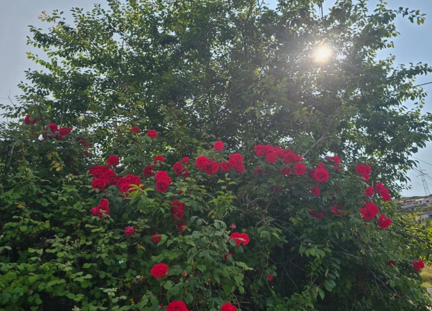 Villa Pogradeci Apartamento Pogradec