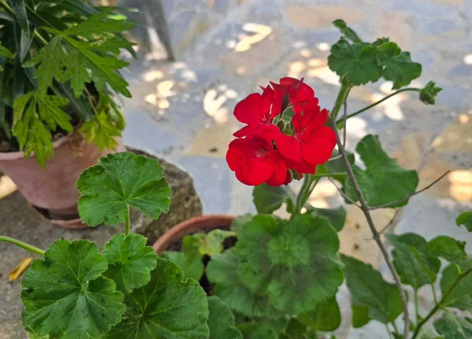 Villa Pogradeci Apartamento Pogradec